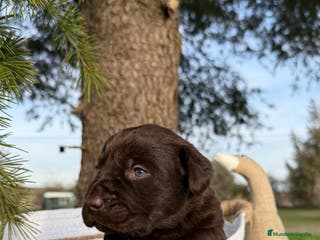 Labrador Retriever perros LABRADOR RETRIEVER en Asturias - Anuncio 10