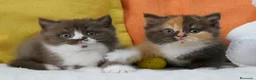 Británico de Pelo Corto gatos en venta: Próximas camadas British Shorthair | Candy Clouds - Anuncio 9