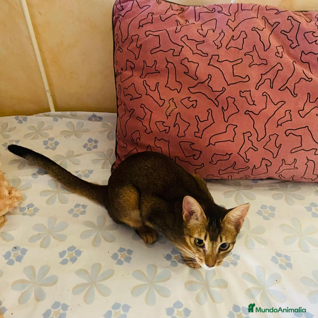 Abisinio gatos en venta:  Abisinio Hembra de Santa 4178 - AQUANATURA en Barcelona - Anuncio 6