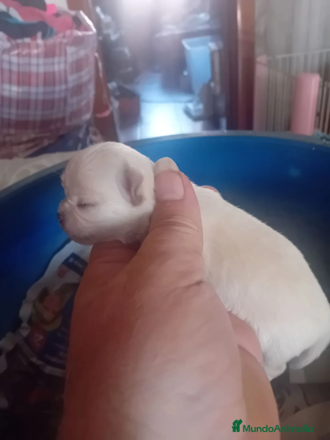 Chihuahua perros en venta: ‼️‼️PRECIOSA CAMADA DE CHIHUAHUAS TAMAÑO MINI - Anuncio 3
