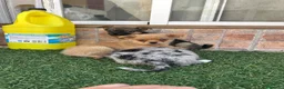 Pomchi perros en venta: Cruzaditos de chihuahua y pomerania  - Anuncio 18