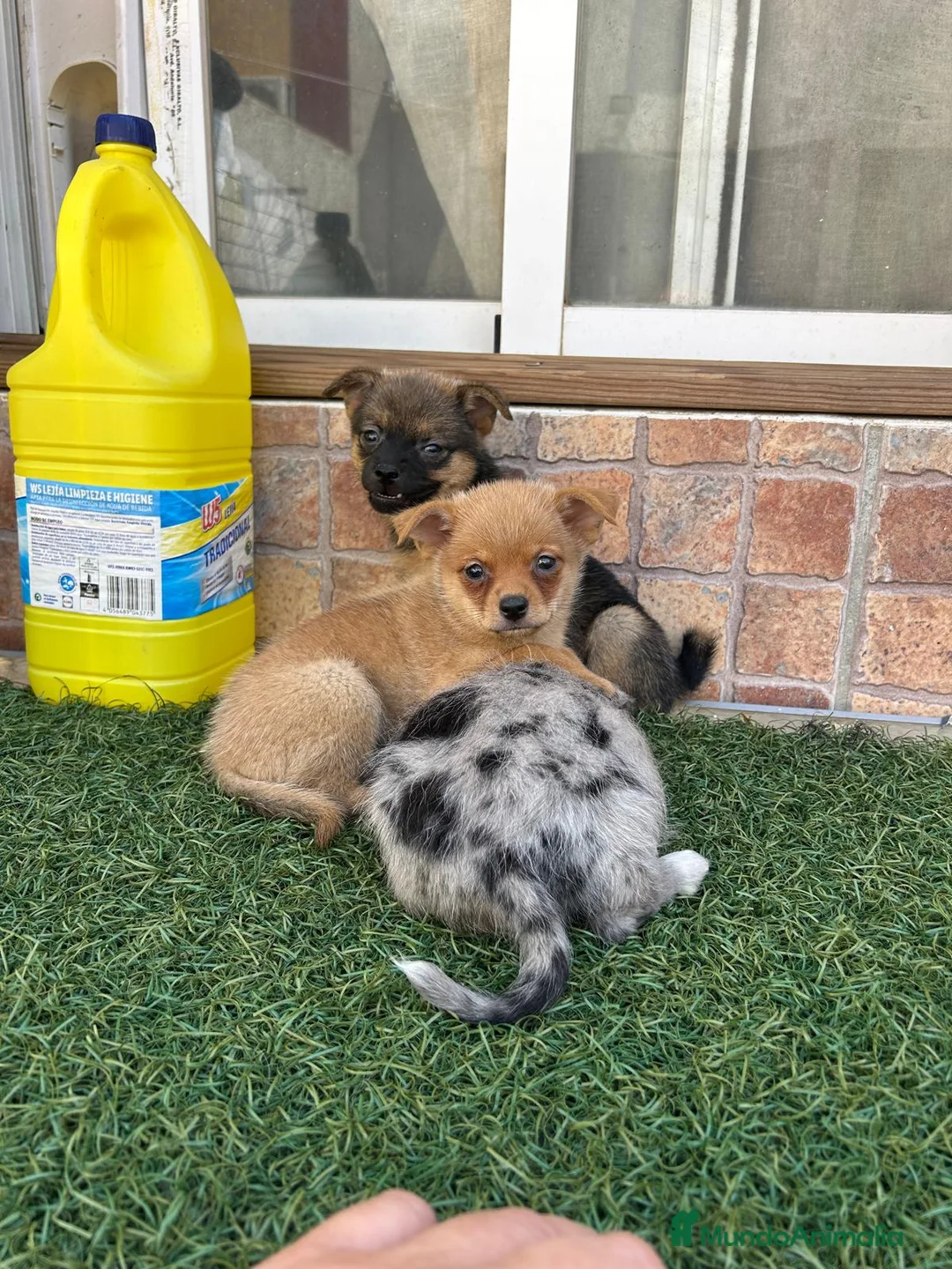 Pomchi perros en venta: Cruzaditos de chihuahua y pomerania  - Anuncio 18