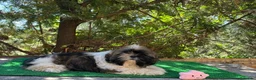 Shih Tzu perros en venta: Shih tzu - Anuncio 7