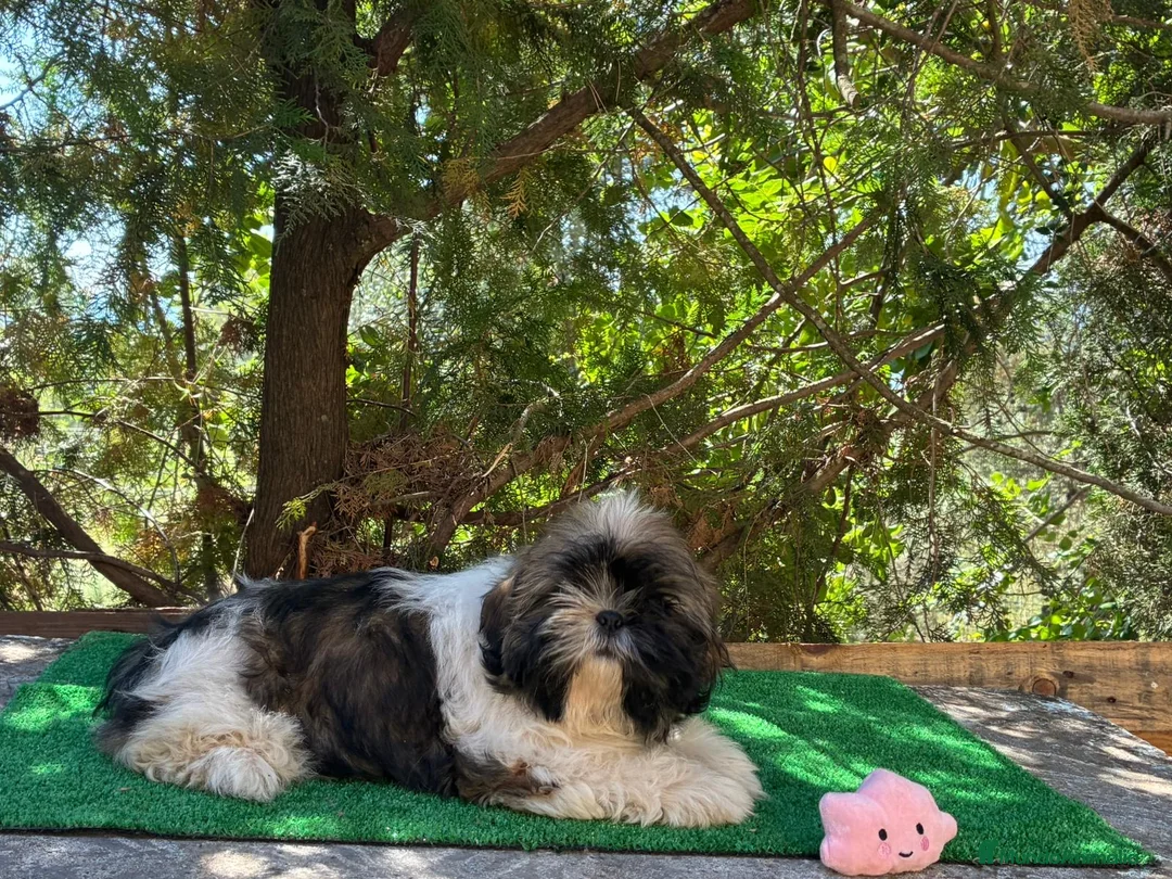 Shih Tzu perros en venta: Shih tzu - Anuncio 7