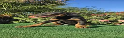 Dobermann perros en venta: Disponible Doberman de Calidad  - Anuncio 5