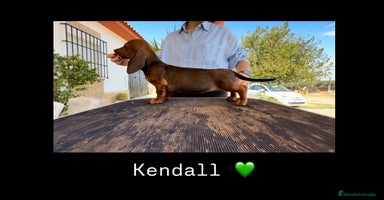 Teckel perros Cachorros hembras teckel standard - Anuncio 1