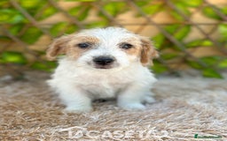 Jack Russell Terrier perros en venta: Camada de Nala  en Madrid - Imagen 3