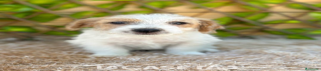 Jack Russell Terrier Cachorro 2526