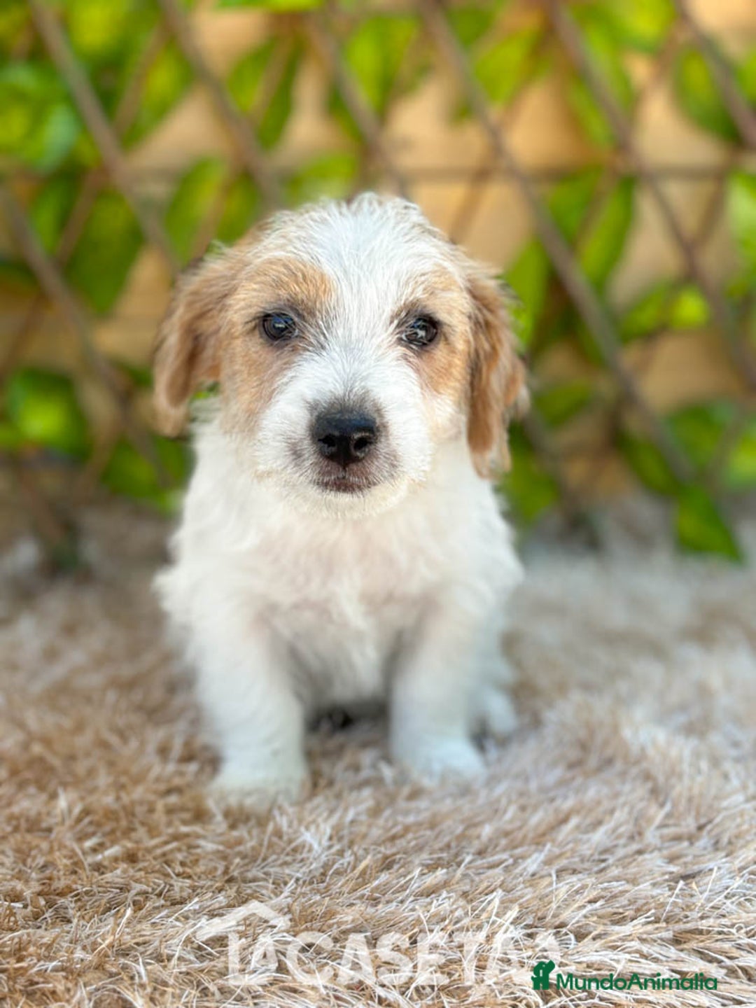 Jack Russell Terrier perros en venta: Camada de Nala  en Madrid - Imagen 3