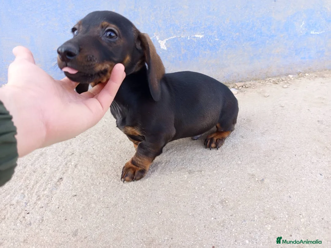 Teckel Miniatura perros en venta: Precioso cachorro teckel - Anuncio 5