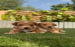 Caniche Toy perros en venta: CANICHE TOY MACHO - Imagen 12