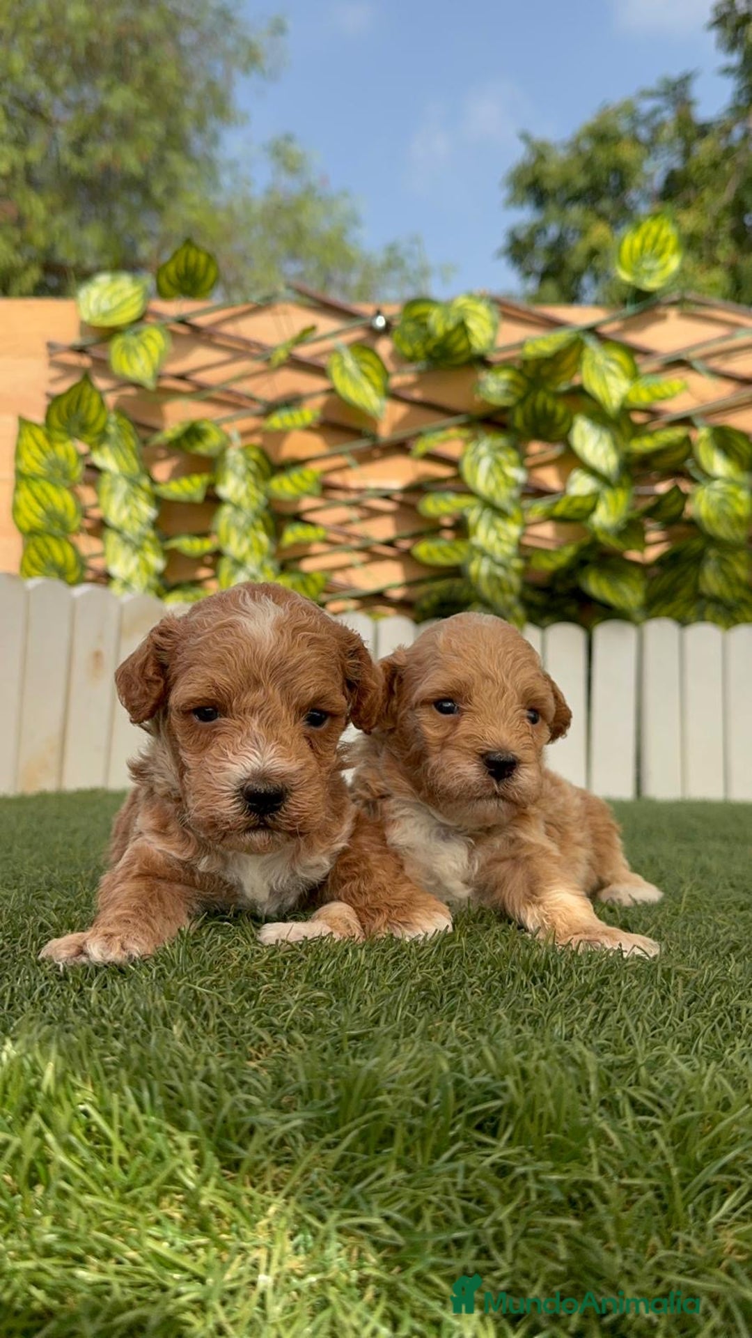 Caniche Toy perros en venta: CANICHE TOY MACHO - Imagen 12