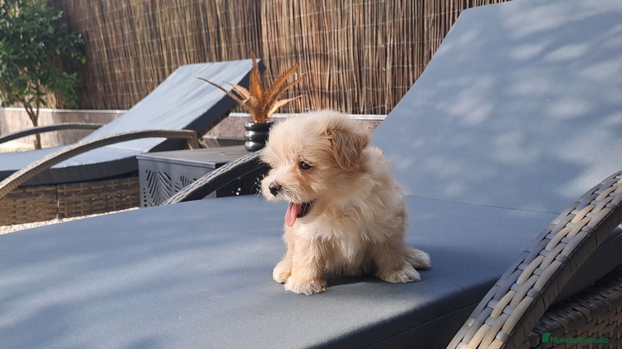 Maltipoo perros Cachorrito de Maltipoo Toy - Anuncio 2