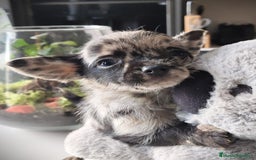 Chihuahua perros en venta: Chihuahua macho merle Toy  - Anuncio 6