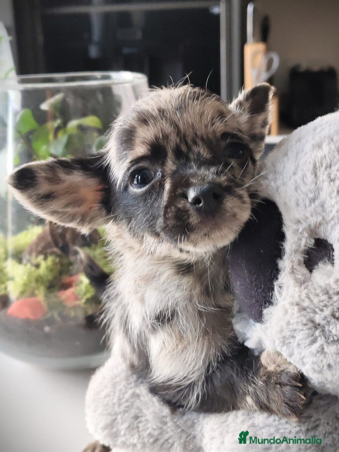 Chihuahua perros en venta: Chihuahua macho merle Toy  - Anuncio 6