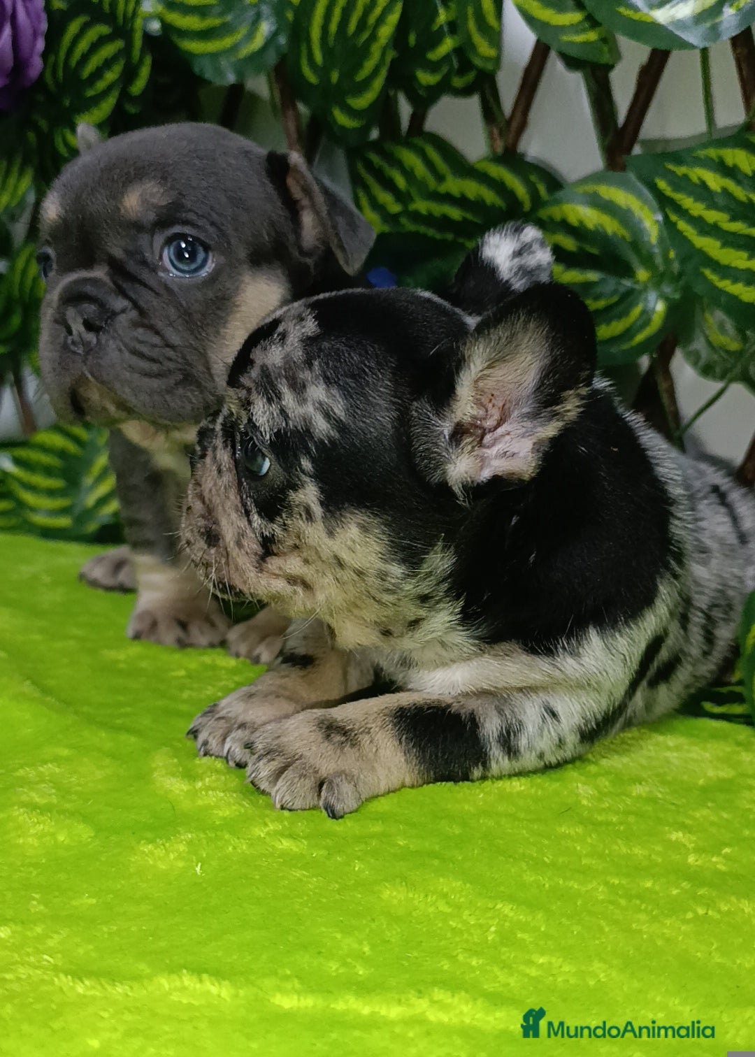 Bulldog Francés perros en venta: Impresionantes bulldog varios colores  - Imagen 8