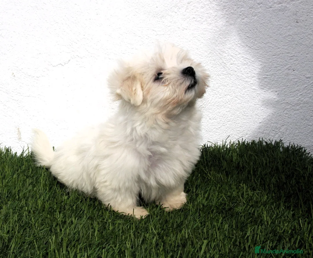Bichón Maltés perros en venta: Bichon Maltes  - Anuncio 2
