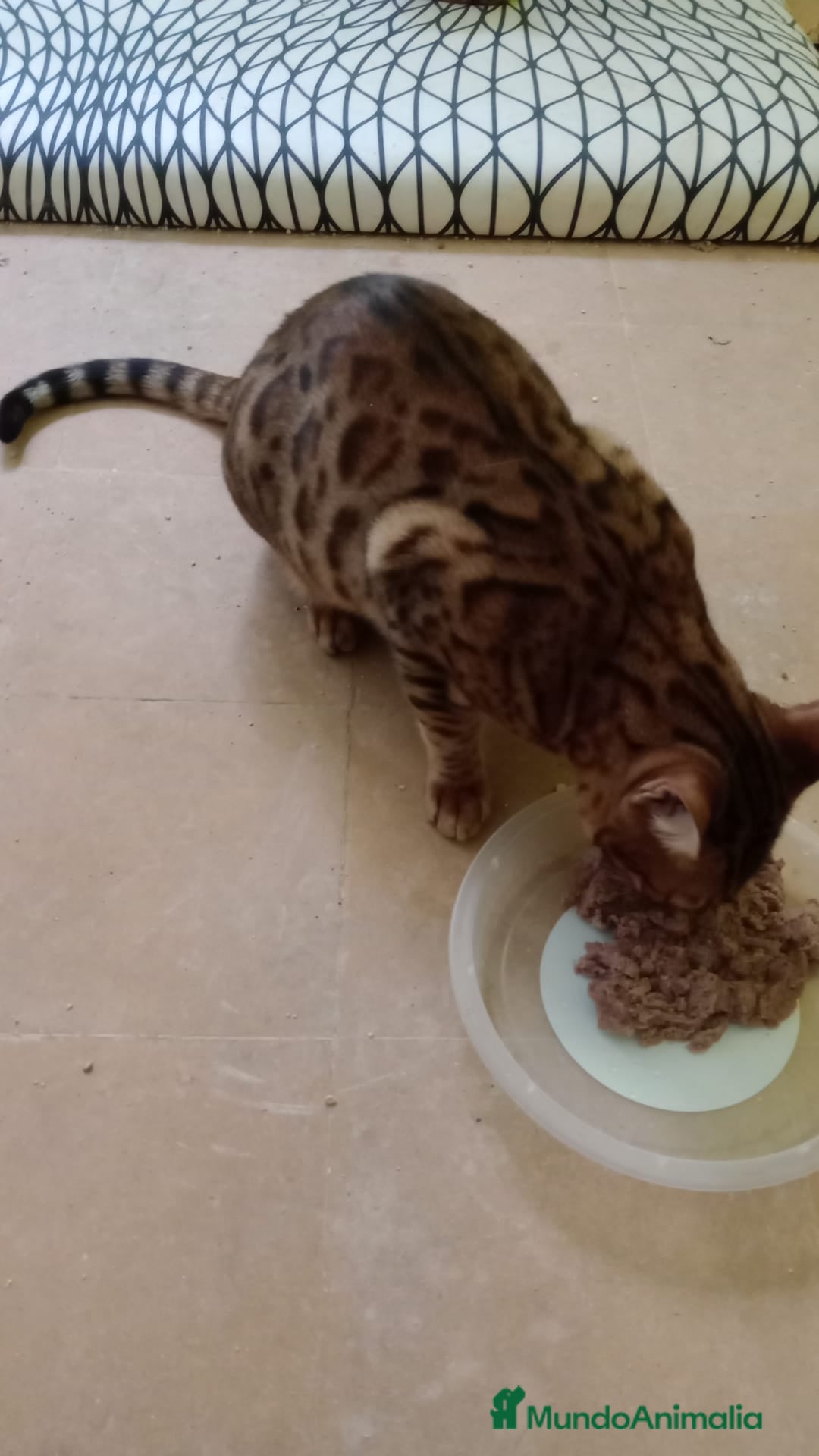 Bengalí gatos en venta: Gatos bengalis tienen 8 meses  - Anuncio 4