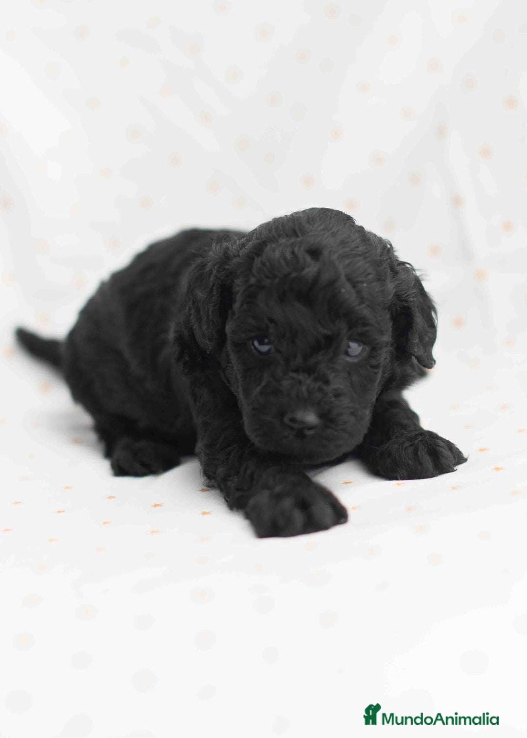 Caniche Toy perros en venta: Caniche toy negros - Anuncio 4