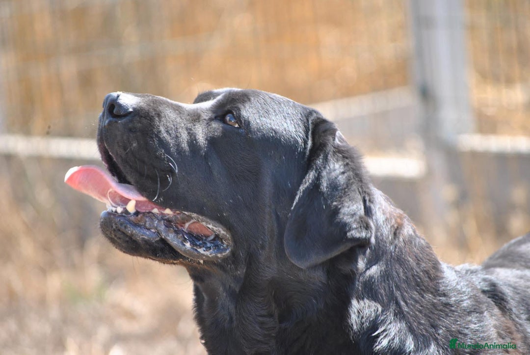Labrador Retriever perros en venta: Cachorros Labrador Retriever negros - Anuncio 3