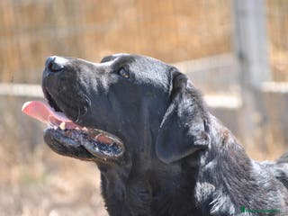 Labrador Retriever perros Cachorros Labrador Retriever negros - Anuncio 5