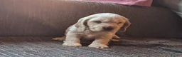 Cocker Spaniel Inglés perros en venta: Preciosos cachorritos de cocker spaniel inglés  - Anuncio 1