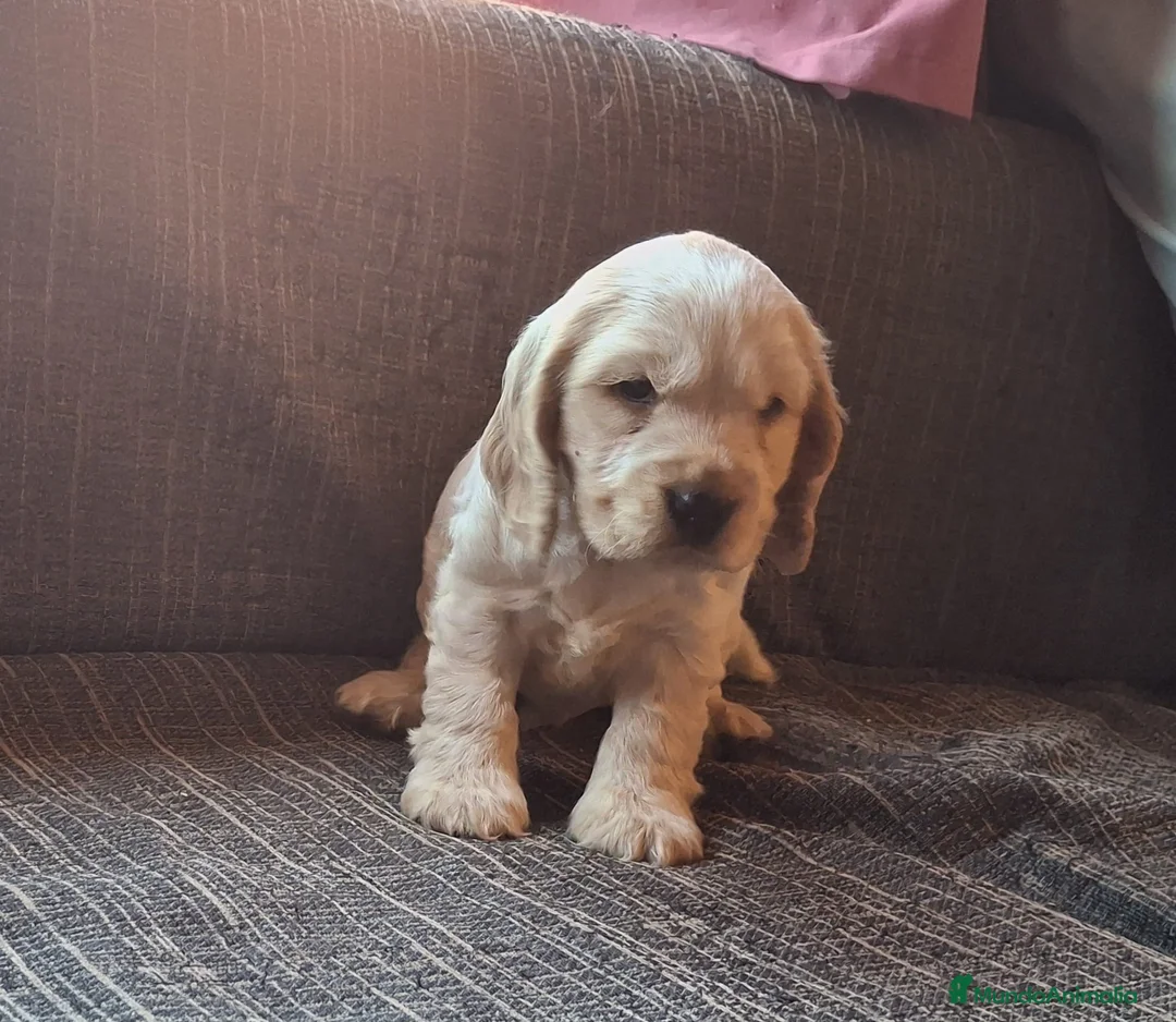 Cocker Spaniel Inglés perros en venta: Preciosos cachorritos de cocker spaniel inglés  - Anuncio 1