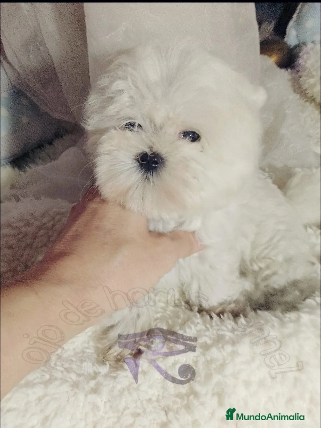 Bichón Maltés perros en venta: ‼️‼️PRECIOSA CAMADA DE BICHÓN MALTES COREANO TOY  - Anuncio 2