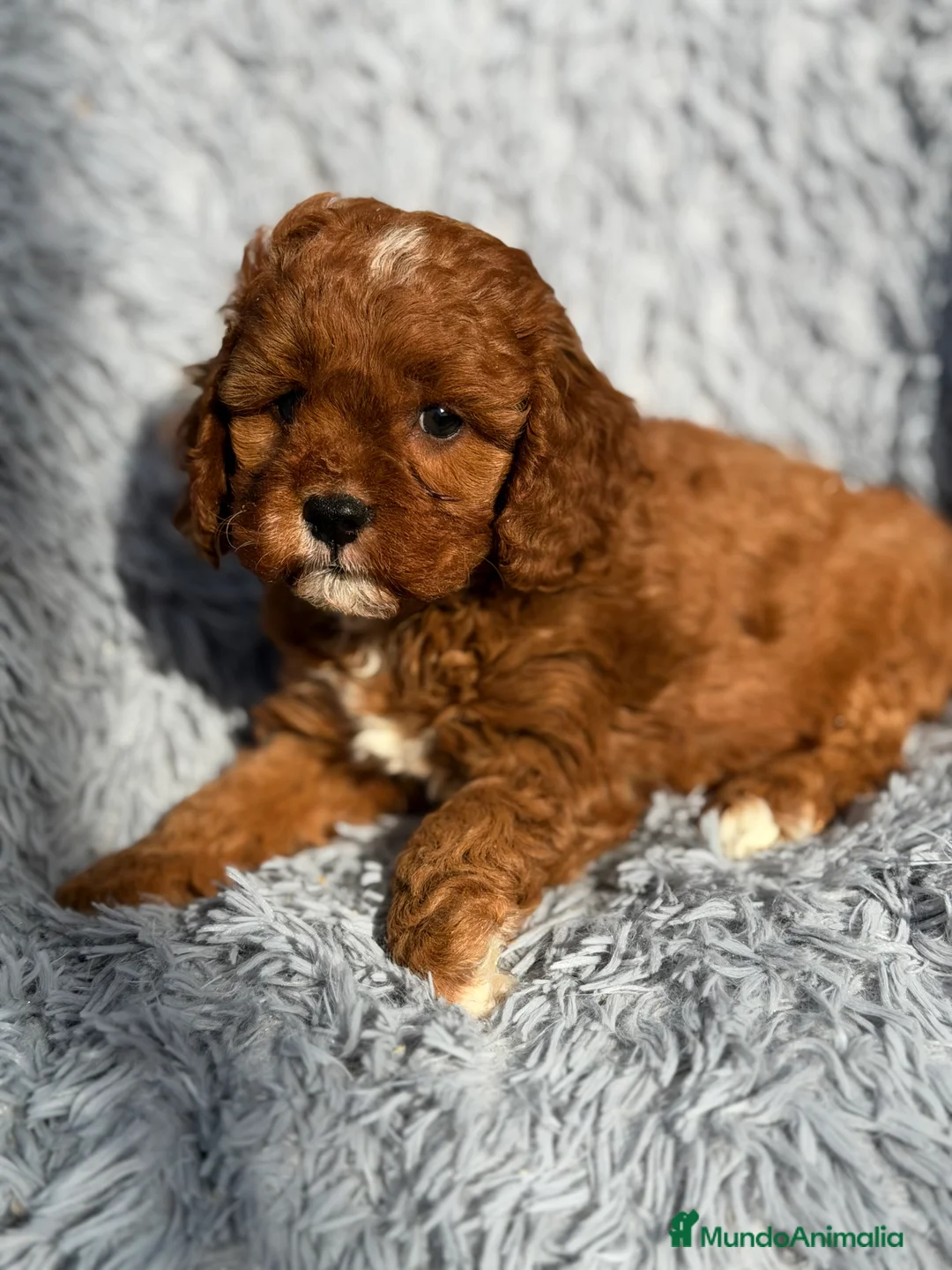 Cavapoo perros en venta: Cavapoo f1 - Anuncio 3