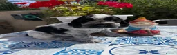 Cocker Spaniel Inglés perros en venta: Cachorros cocker spaniel ingles - Anuncio 1