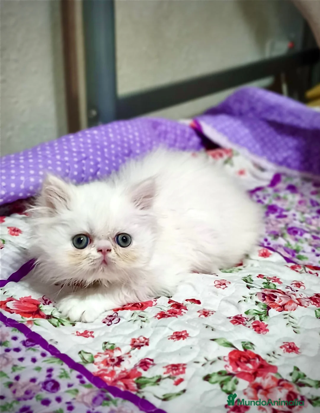 Persa gatos en venta: Gatos persas  - Anuncio 2