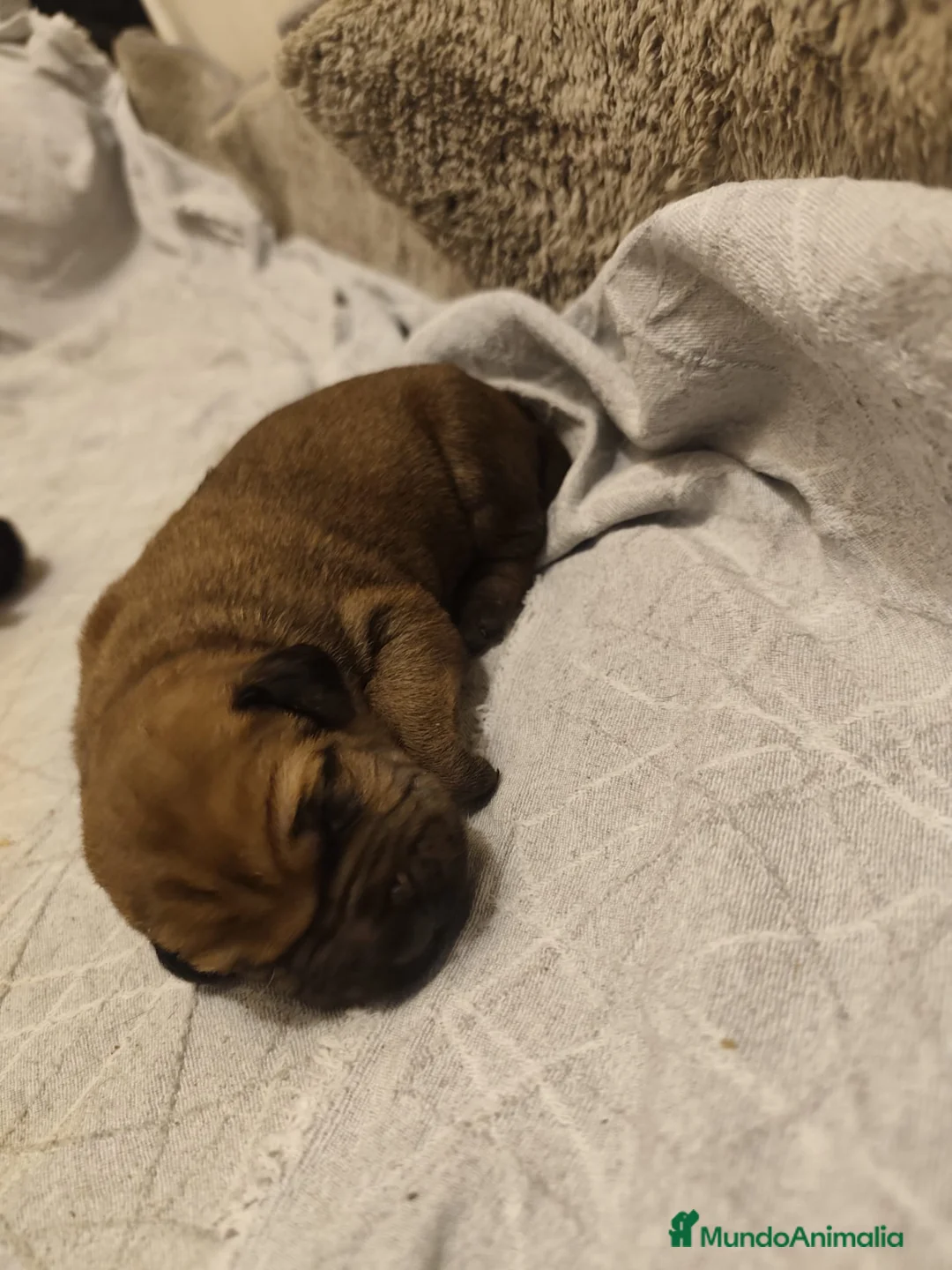 Cane Corso perros en venta: Cane corso  - Anuncio 2
