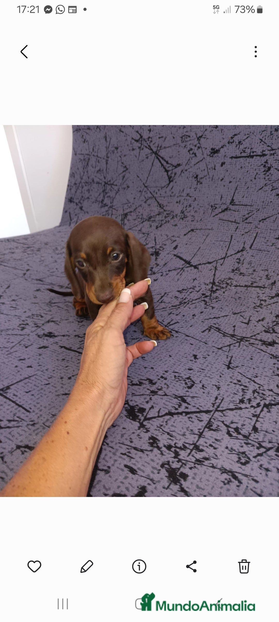 Teckel perros en venta: Teckels Mini Choco - Anuncio 2