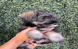 Schnauzer Miniatura perros en venta: SCHNAUZER MINIATURA - Imagen 1