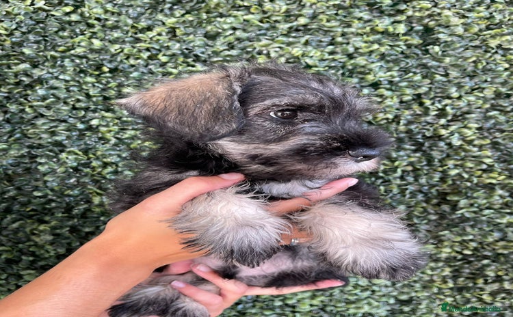 Schnauzer Miniatura perros - Propaganda 2