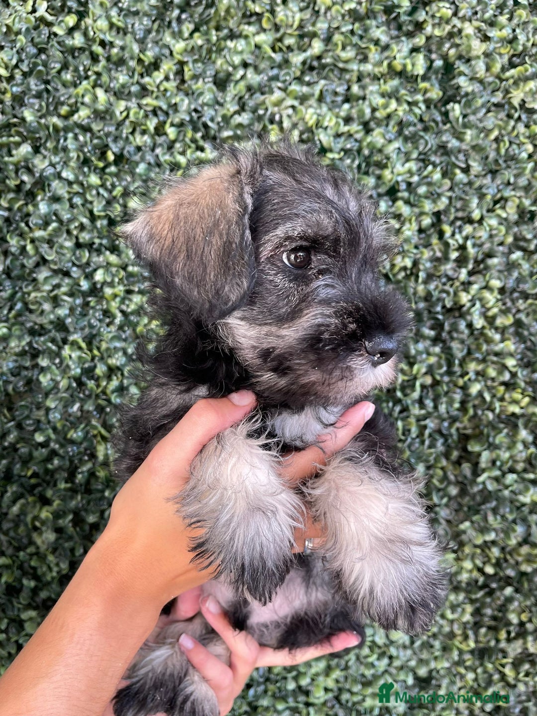 Schnauzer Miniatura perros en venta: SCHNAUZER MINIATURA - Imagen 1