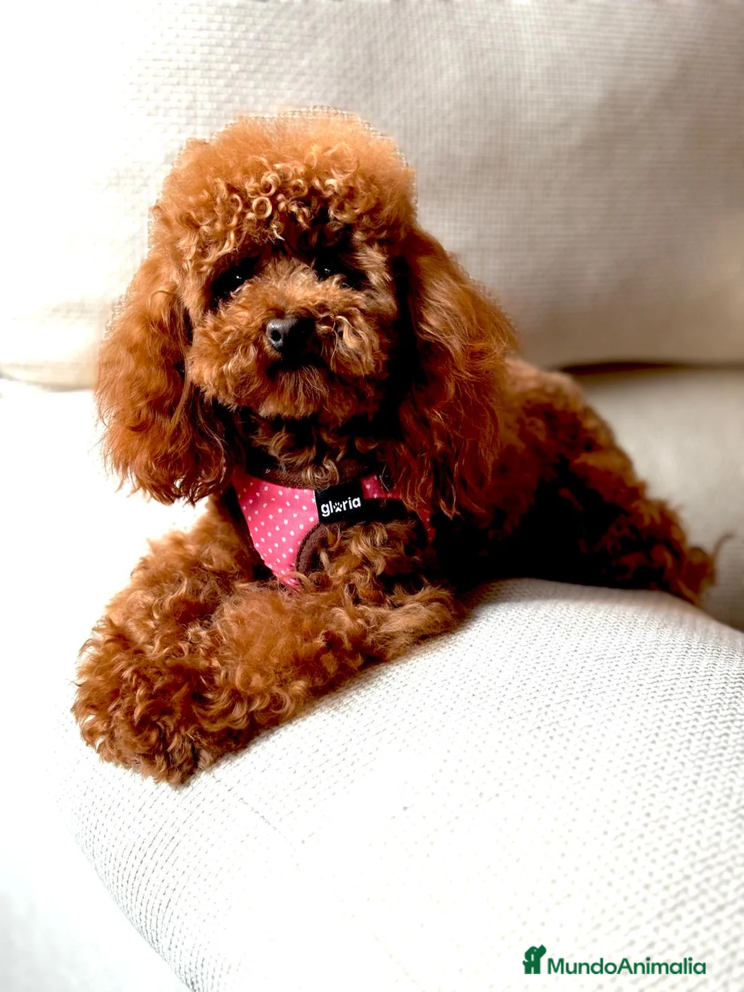 Caniche Toy perros en venta: Caniche toy tacita de té  - Anuncio 2