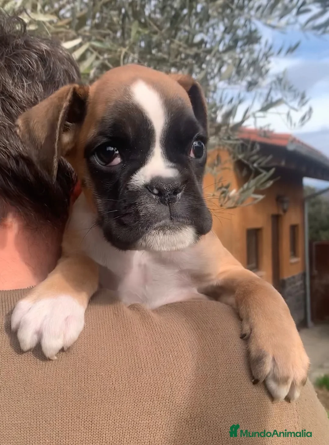 Boxer perros en venta: Cachorros BOXER dorados - Anuncio 4