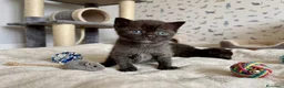 Británico de Pelo Corto gatos en venta: EXCLUSIVOS BRITISH SHORTHAIR BLACKS - Anuncio 3
