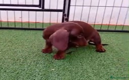 Teckel Miniatura perros en venta: TECKEL MINIATURA - Anuncio 4