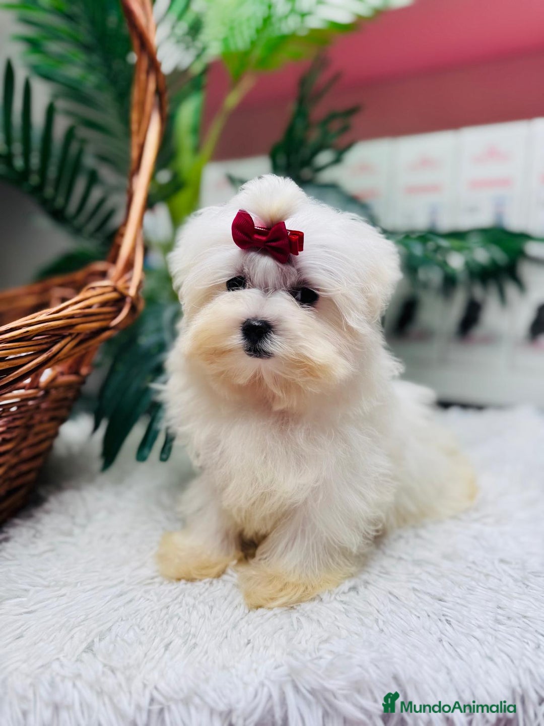 Bichón Maltés perros en venta: BICHON MALTES HEMBRA - Anuncio 12