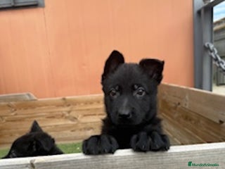 Pastor Alemán perros en Barcelona - Anuncio 2