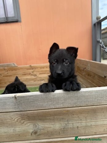 Pastor Alemán perros en Barcelona - Anuncio 3