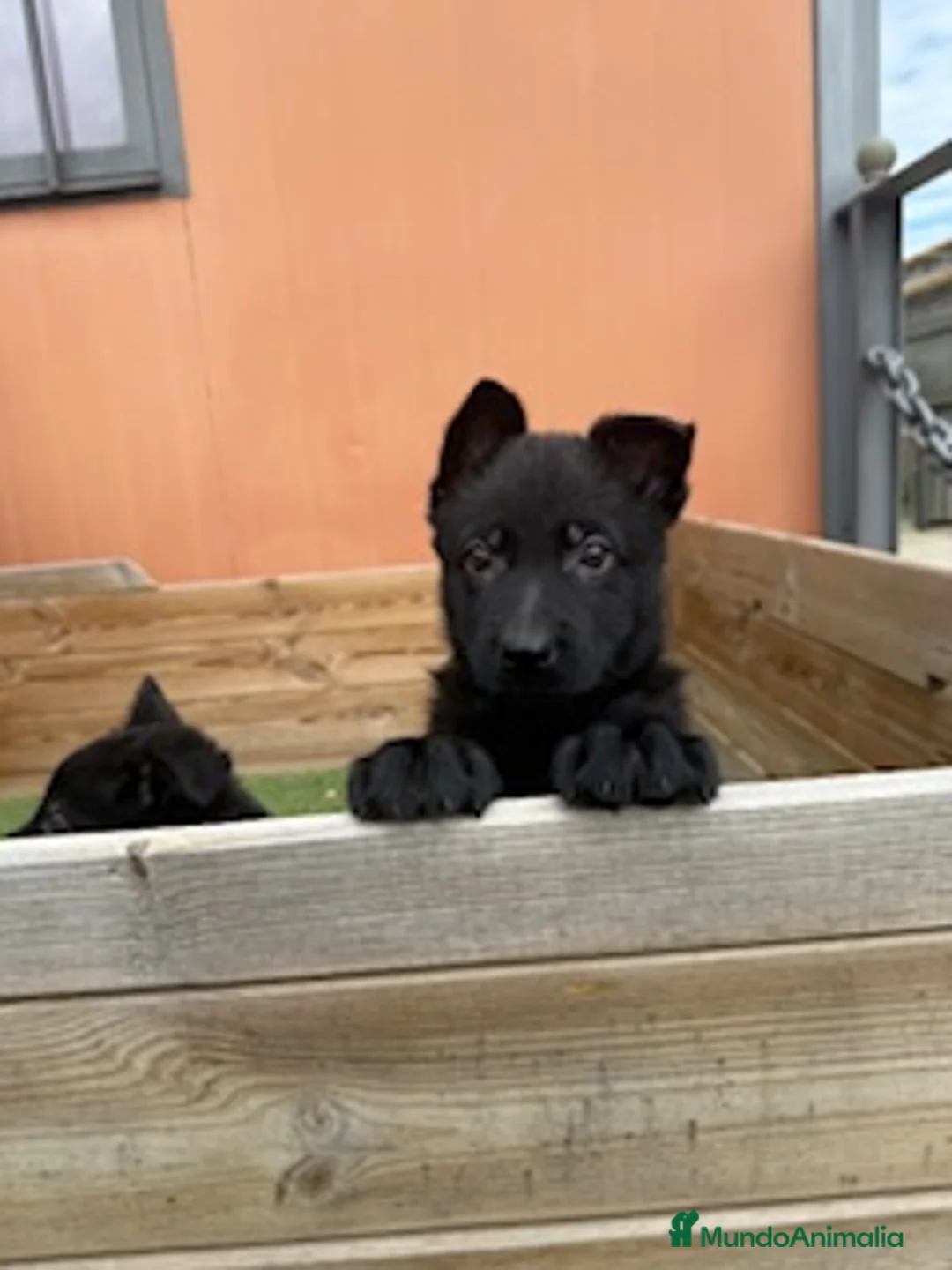 Pastor Alemán perros en venta: PASTOR ALEMAN en Barcelona - Anuncio 1