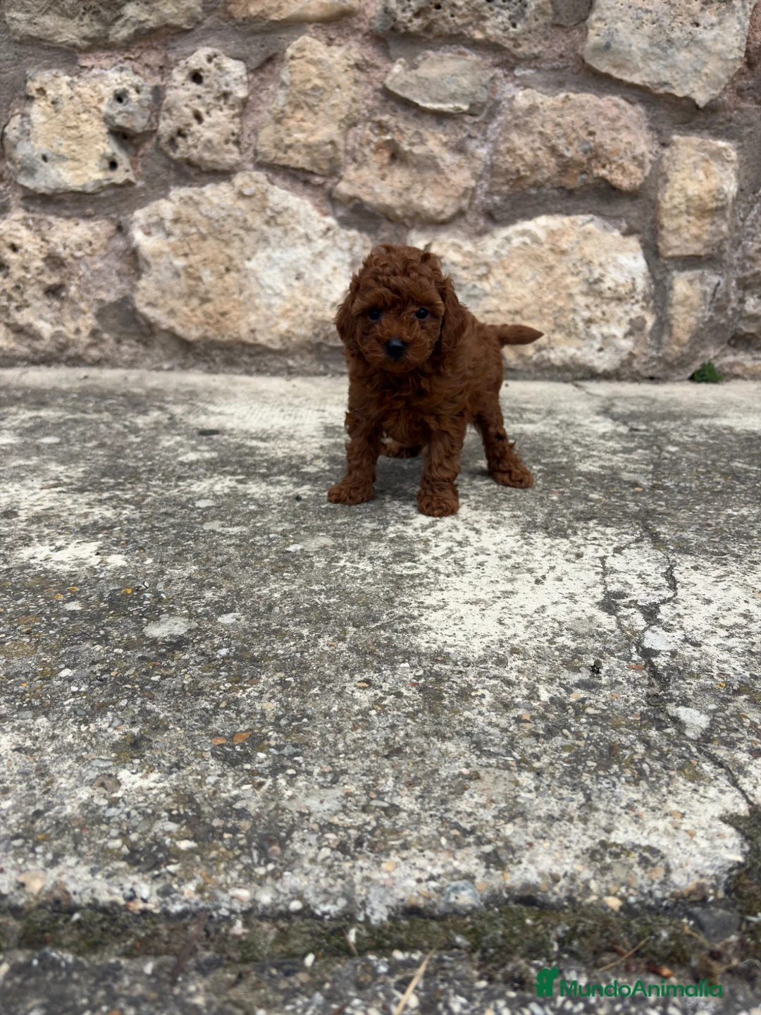 Caniche Toy perros en venta: Caniche Toy rojo  - Anuncio 1