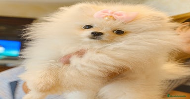 Pomerania perros - Anuncio 12
