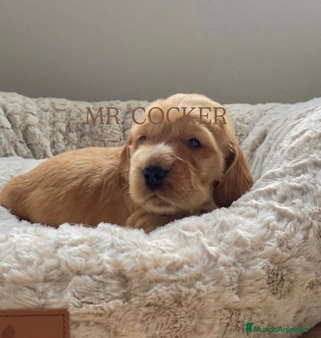 Cocker Spaniel Inglés perros en venta: CACHORRO COCKER SPANIEL INGLÉS  - Anuncio 2