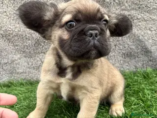 Bulldog Francés perros Bulldog Frances macho fluffy Fawn - Anuncio 4