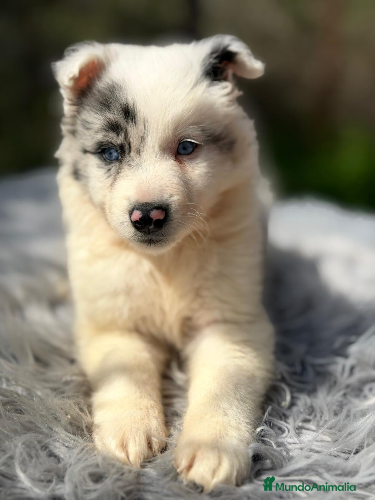Border Collie perros BORDER COLLIE BLUE MERLE MACHO - Anuncio 2