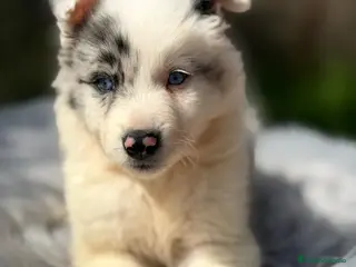 Border Collie perros BORDER COLLIE BLUE MERLE MACHO - Anuncio 2